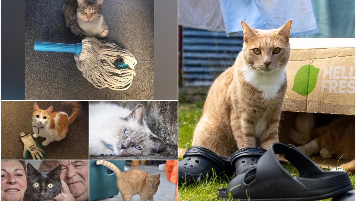The kleptomaniac cats roaming the streets of New Zealand